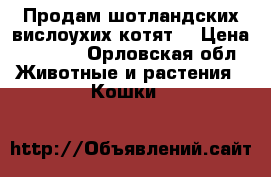 Продам шотландских вислоухих котят  › Цена ­ 2 000 - Орловская обл. Животные и растения » Кошки   